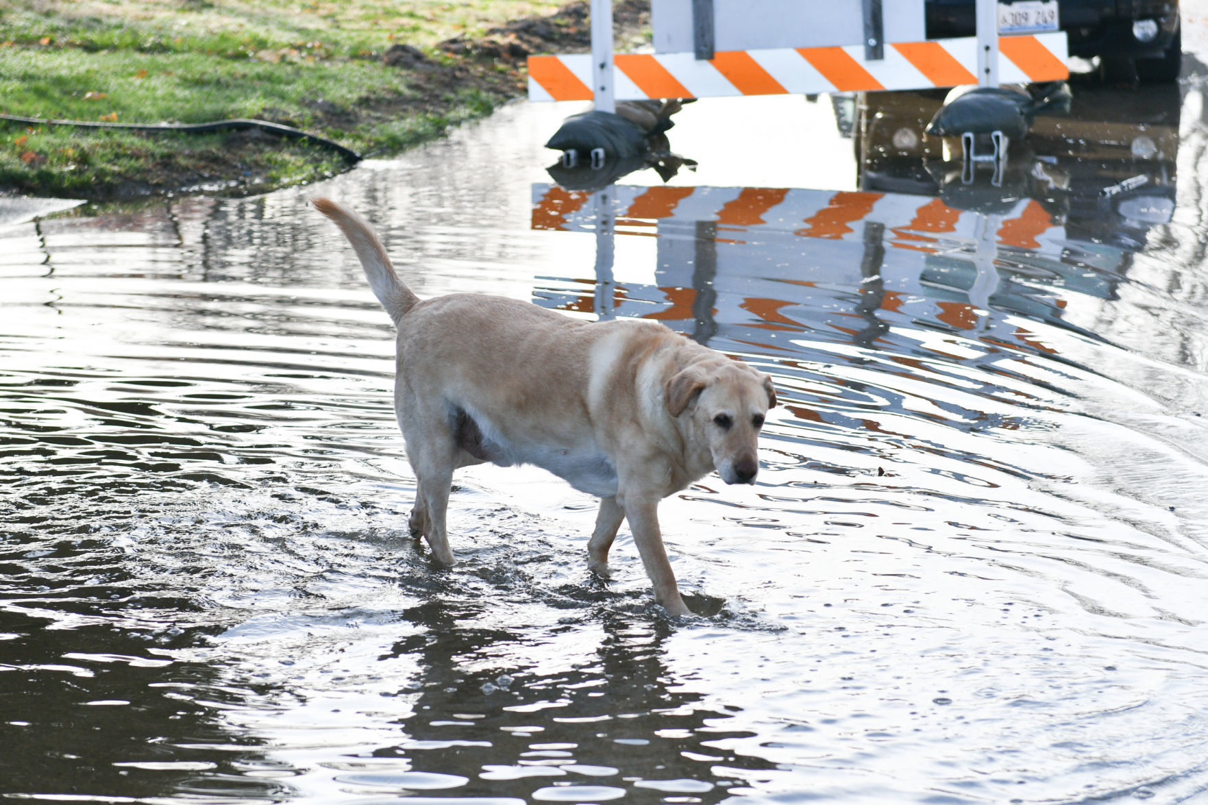 Flooding on Campbell's Island